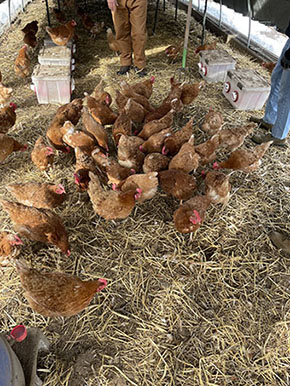 Fields 4 Valor Farms grows a wide variety of crops, and also has chicken, eggs, and honey.